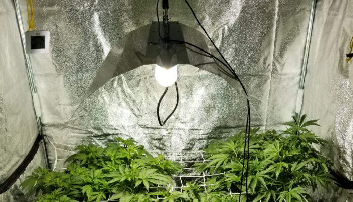 Your guide for selecting and operating the ballast for HID growing lamps